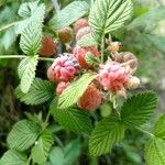 Rubus niveus Fruit