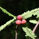 Haplocoelum foliolosum Fruit