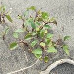 Rumex roseus Hoja