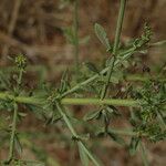 Scoparia dulcis List