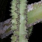 Euphorbia atrox Leaf