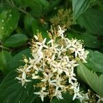 Cornus amomum Flower
