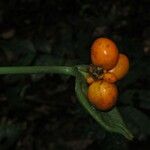 Nephthytis poissonii Fruto