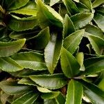 Ardisia crenata Leaf