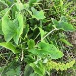 Chenopodium bonus-henricus Leaf