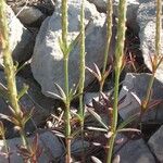 Crucianella latifolia Anders