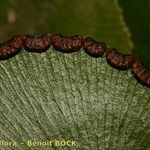 Adiantum reniforme Frukto