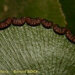 Adiantum reniforme Плод