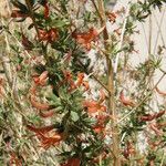 Anisacanthus thurberi Hábito
