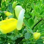 Cytisus grandiflorus