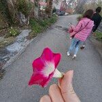 Ipomoea purpureaFlower