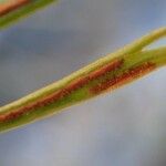 Asplenium septentrionale Bark