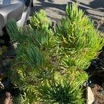 Dudleya edulis Hoja
