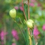 Anthericum ramosum Fruit