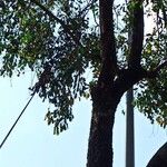 Garcinia mangostana Tervik taim