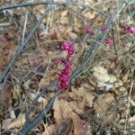 Symphoricarpos orbiculatus Vaisius