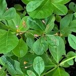 Talinum paniculatum Yaprak