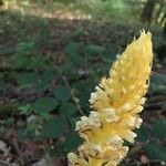 Orobanche flava Flower