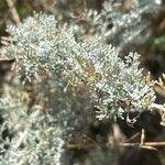 Artemisia reptans Leaf
