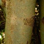 Macaranga vedeliana Bark