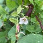 Convolvulus arvensisFlower