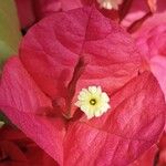 Bougainvillea × buttiana Žiedas