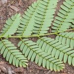 Senegalia polyphylla List