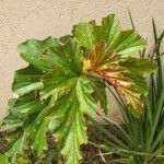 Begonia aconitifolia Blad