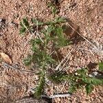 Verbena bracteata Blatt