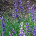 Trichostema lanatum Hábito