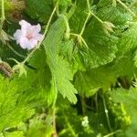 Geranium versicolor Deilen