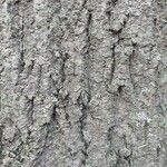 Fraxinus latifolia Bark