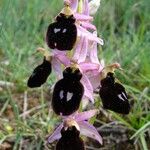Ophrys magniflora Mosusu
