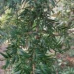 Torreya nucifera 叶