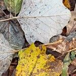 Populus × canescens Ліст