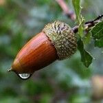 Quercus coccifera Froito