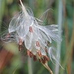 Asclepias verticillata 果