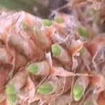 Carex bushii Fruitua