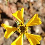 Calycadenia truncata Λουλούδι