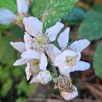 Rubus pruinosus Virág