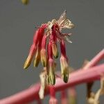 Beschorneria yuccoides 花