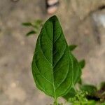 Chenopodium polyspermum Blad