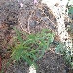 Achillea millefoliumLeaf