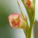 Gladiolus dalenii Floare