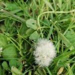 Taraxacum officinaleFrucht