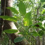 Ficus citrifolia Leaf