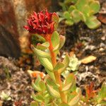 Rhodiola integrifolia Habit