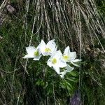 Anemonastrum narcissiflorum Blomst