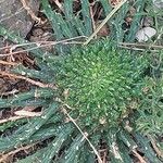 Euphorbia flanaganii Leaf