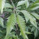 Vitex negundo Folha